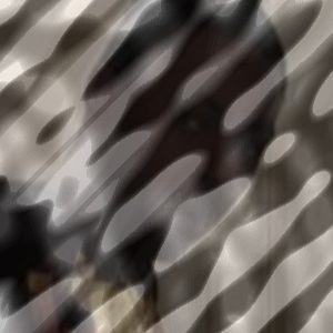 Photo of K-Snakes